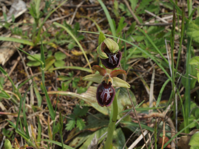 Ancora fioriture in Basilicata